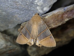 Eulepidotis superior