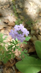 Glandularia latilobata