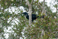 Corvus moneduloides