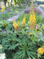 Ligularia przewalskii