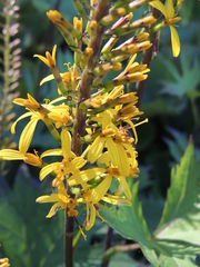 Ligularia przewalskii