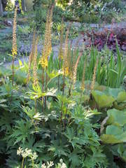Ligularia przewalskii