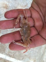 Achelous spinicarpus