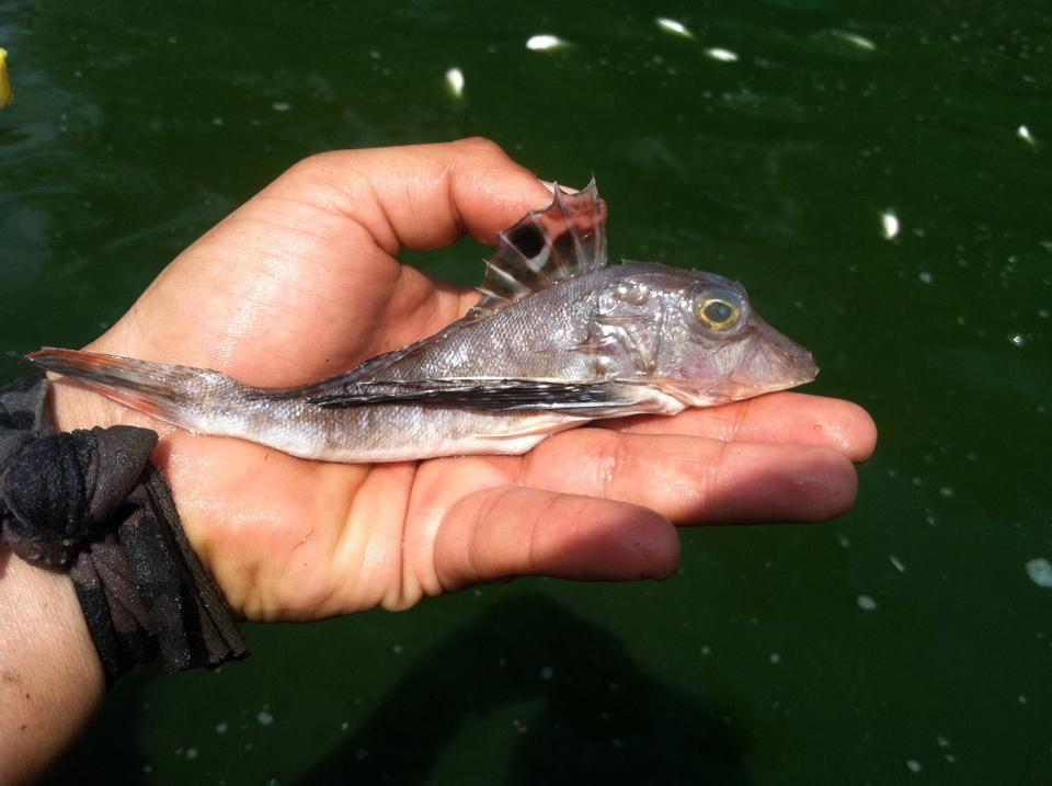 Mexican searobin (Prionotus paralatus) — Triglidae