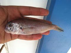 Caulolatilus intermedius