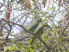 Amazona autumnalis autumnalis