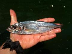 Trachurus lathami