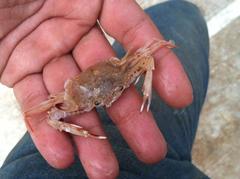 Achelous spinicarpus