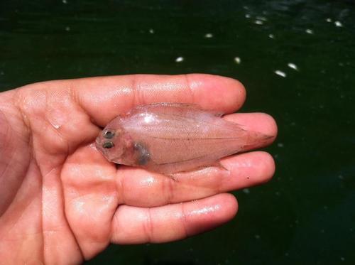 Shoal Flounder (Syacium gunteri) — Paralichthyidae