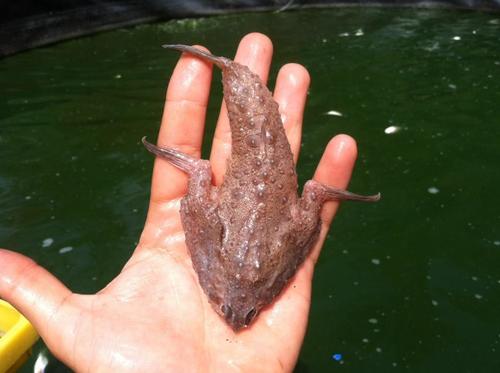 Slantbrow batfish (Ogcocephalus declivirostris) — Ogcocephalidae — 2