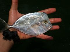 Selene setapinnis