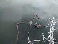 Callinectes rathbunae