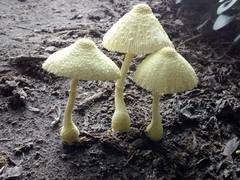 Leucocoprinus birnbaumii