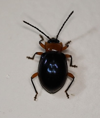 Encymon immaculatus