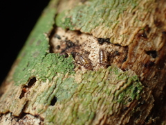 Styloniscus