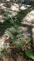 Glandularia latilobata