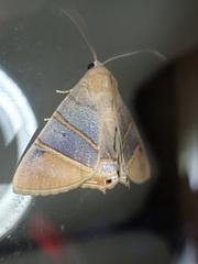 Eulepidotis superior