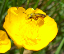 Cimbicidae