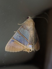 Eulepidotis superior