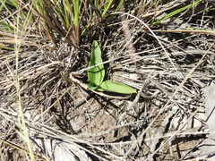 Arthrochilus irritabilis