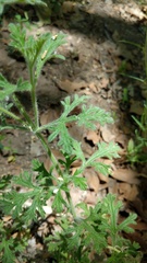 Glandularia latilobata