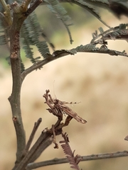 Stathmopoda cephalaea