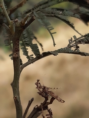 Stathmopoda cephalaea