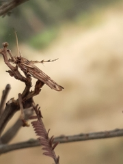 Stathmopoda cephalaea