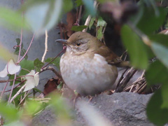Turdus pallidus