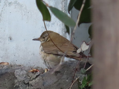 Turdus pallidus