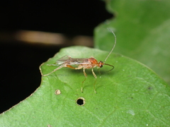 Meteorus pulchricornis
