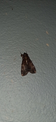 Ulotrichopus variegatus