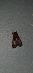 Ulotrichopus variegatus