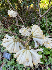 Edgeworthia