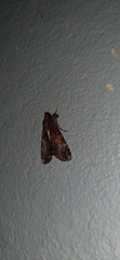 Ulotrichopus variegatus