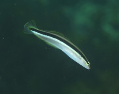 Aspidontus dussumieri