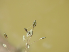 Eragrostis paniciformis