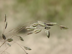 Eragrostis paniciformis