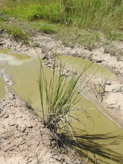 Eragrostis paniciformis