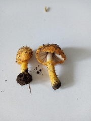 Agaricus trisulphuratus