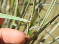 Eragrostis paniciformis