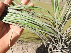 Eragrostis paniciformis