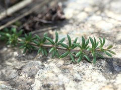 Galium firmum