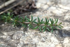 Galium firmum