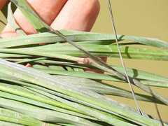 Eragrostis paniciformis