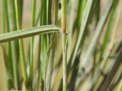 Eragrostis paniciformis