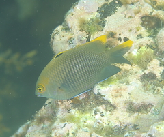 Plectroglyphidodon apicalis