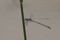 Lestes pallidus