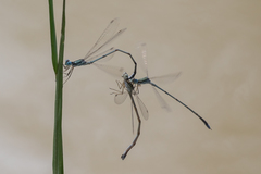 Lestes pallidus