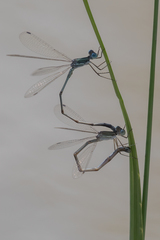 Lestes pallidus